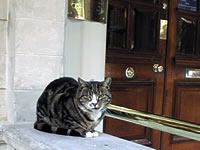 Mr. Whiskey, longtime Ashley Gardens cat